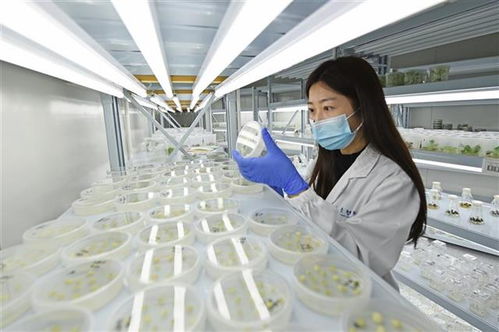 高科技加持，技術(shù)服務(wù)助力農(nóng)作物品質(zhì)升級